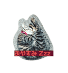 紅さんの日々是好日（個別スタンプ：1）