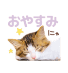 猫のりり 3（個別スタンプ：4）