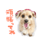 まるぷー❤️愛犬ベルちゃん4（個別スタンプ：13）