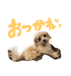 まるぷー❤️愛犬ベルちゃん4（個別スタンプ：14）