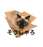 シャムちゃんズ(備後弁編)（個別スタンプ：4）