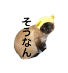 シャムちゃんズ(備後弁編)（個別スタンプ：5）