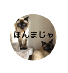 シャムちゃんズ(備後弁編)（個別スタンプ：6）