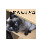 シャムちゃんズ(備後弁編)（個別スタンプ：12）