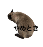 シャムちゃんズ(備後弁編)（個別スタンプ：16）