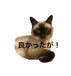 シャムちゃんズ(備後弁編)（個別スタンプ：22）