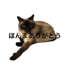 シャムちゃんズ(備後弁編)（個別スタンプ：23）