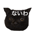 シャムちゃんズ(備後弁編)（個別スタンプ：28）