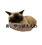 シャムちゃんズ(備後弁編)（個別スタンプ：33）