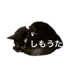 シャムちゃんズ(備後弁編)（個別スタンプ：34）