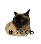 シャムちゃんズ(備後弁編)（個別スタンプ：35）