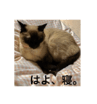 シャムちゃんズ(備後弁編)（個別スタンプ：37）