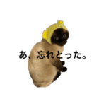 シャムちゃんズ(備後弁編)（個別スタンプ：38）