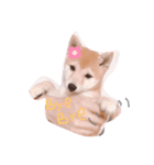 豆柴こまめちゃん（個別スタンプ：1）