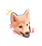 豆柴こまめちゃん（個別スタンプ：2）