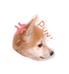 豆柴こまめちゃん（個別スタンプ：3）