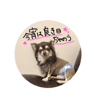 ほのぼのワンコライフ（個別スタンプ：3）