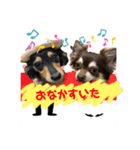 ほのぼのワンコライフ（個別スタンプ：5）