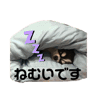 イタグレとチワワ  マロ リリちゃん第2弾（個別スタンプ：1）