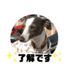 イタグレとチワワ  マロ リリちゃん第2弾（個別スタンプ：5）