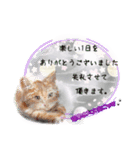 和柄ねこ (大人敬語)（個別スタンプ：1）