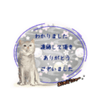 和柄ねこ (大人敬語)（個別スタンプ：3）