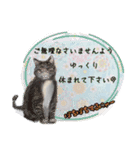 和柄ねこ (大人敬語)（個別スタンプ：7）