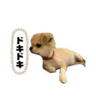 チワワのタピちゃん（個別スタンプ：9）
