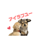 チワワのタピちゃん（個別スタンプ：11）