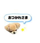 チワワのタピちゃん（個別スタンプ：17）