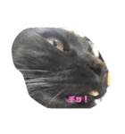 猫好きの猫（個別スタンプ：1）