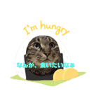 猫好きの猫（個別スタンプ：2）