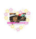 猫好きの猫（個別スタンプ：3）