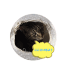 猫好きの猫（個別スタンプ：7）