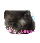 猫好きの猫（個別スタンプ：8）