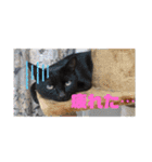 猫好きの猫（個別スタンプ：14）
