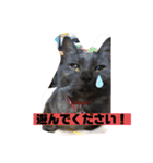 猫好きの猫（個別スタンプ：15）