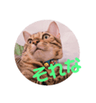 キキちゃんの毎日使えるスタンプ②（個別スタンプ：7）