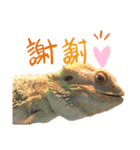 えびちゃんのスタンプ（個別スタンプ：14）