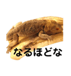 えびちゃんのスタンプ（個別スタンプ：21）