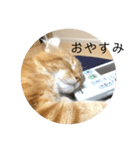うちのにゃんず♡日常使い（個別スタンプ：3）