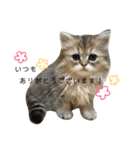 うちのにゃんず♡日常使い（個別スタンプ：8）