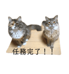 うちのにゃんず♡日常使い（個別スタンプ：12）