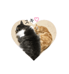うちのにゃんず♡日常使い（個別スタンプ：40）