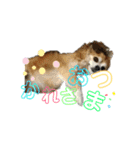 ぷやもなスタンプ（個別スタンプ：6）
