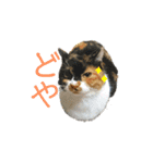 ぷやもなスタンプ（個別スタンプ：24）