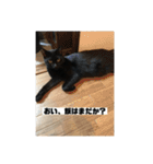黒猫の八雲（個別スタンプ：1）