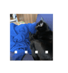 黒猫の八雲（個別スタンプ：6）