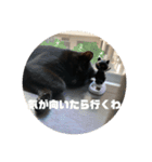黒猫の八雲（個別スタンプ：7）