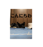 黒猫の八雲（個別スタンプ：9）